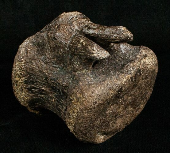 Edmontosaurus Caudal Vertebrae - South Dakota #5882